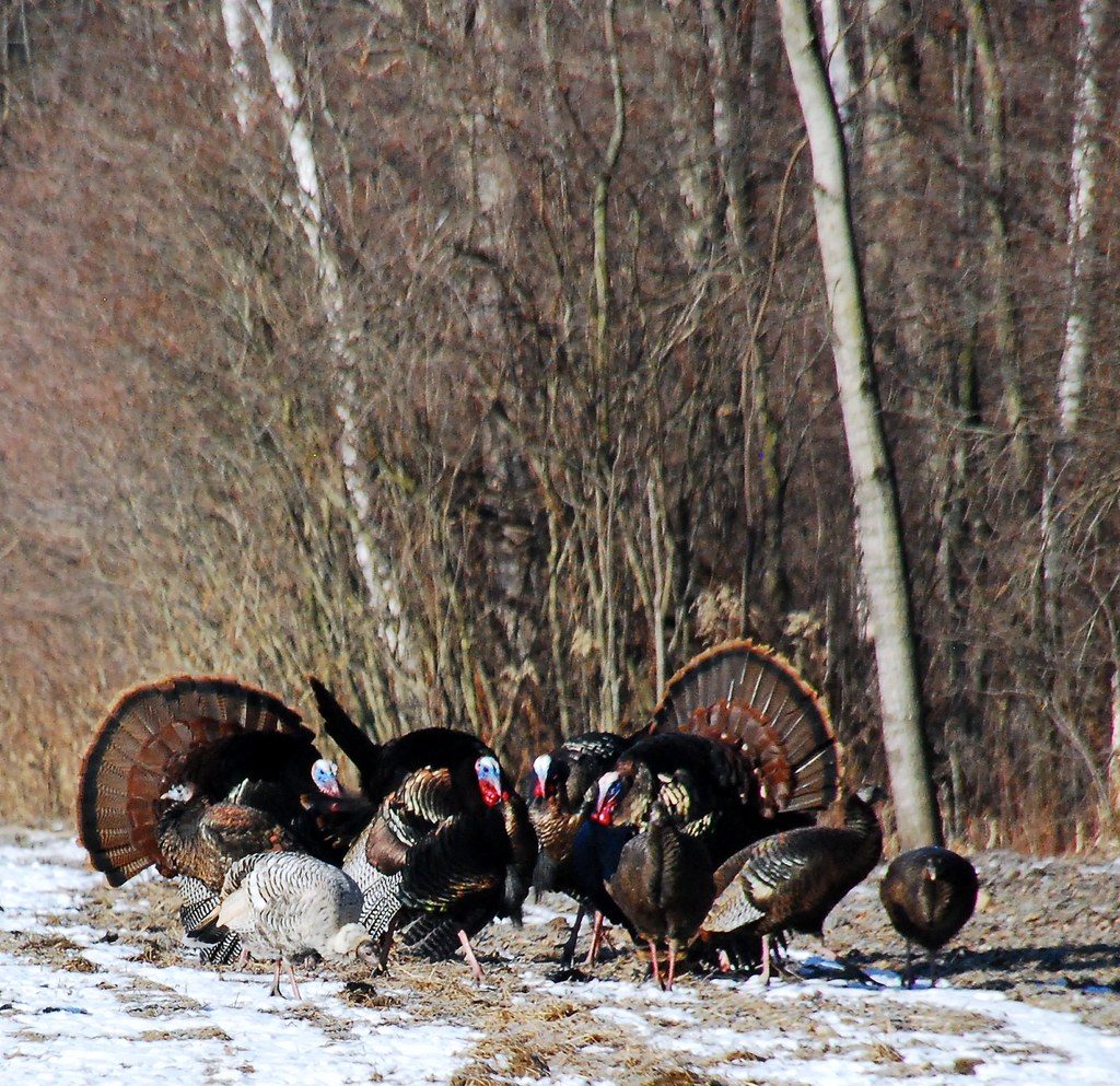 Michigan Spring Turkey Season What you need to know to (Rules and