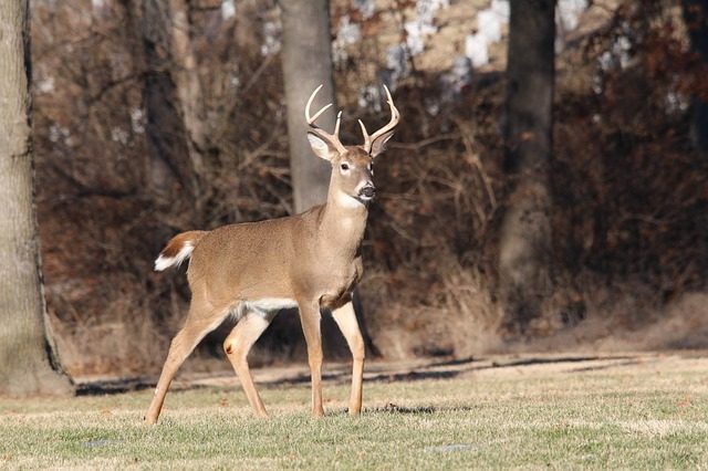 54e2d3474957ad14f1dc8460962a3f7f1d37d8f85254794f702f78d0934c_640_whitetail-deer