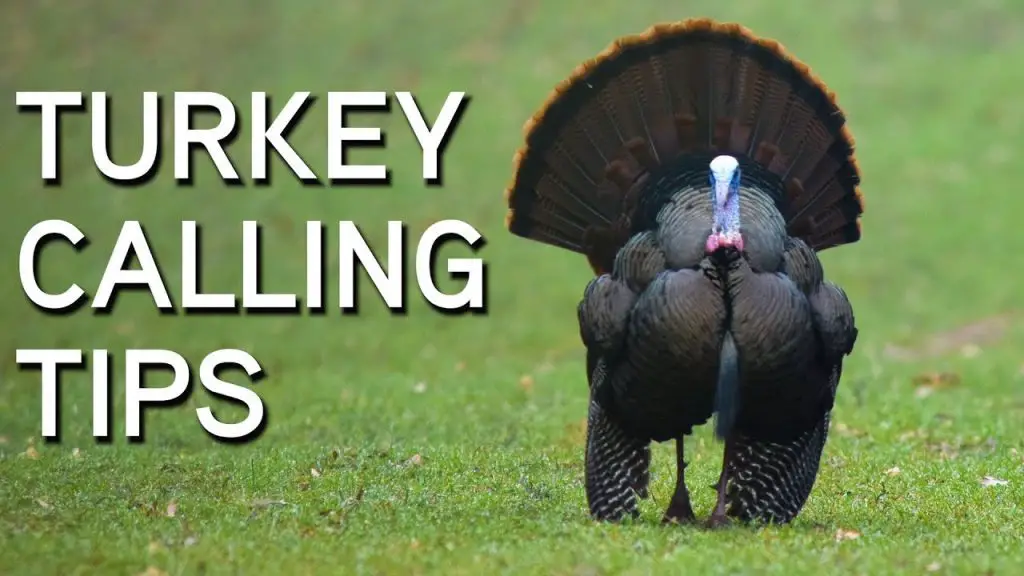 turkey sounds