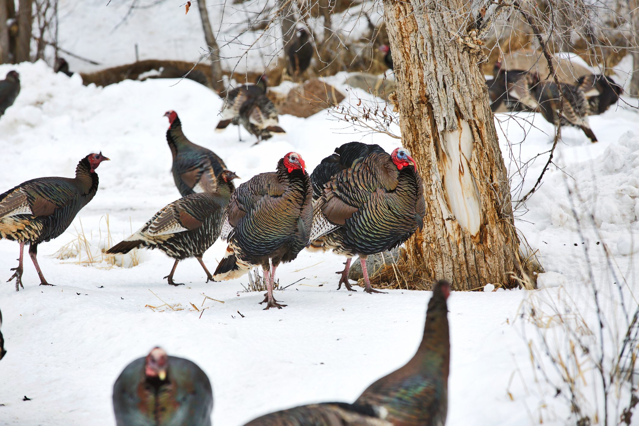 Michigan Spring Turkey Season Report Outdoor Sports Nation